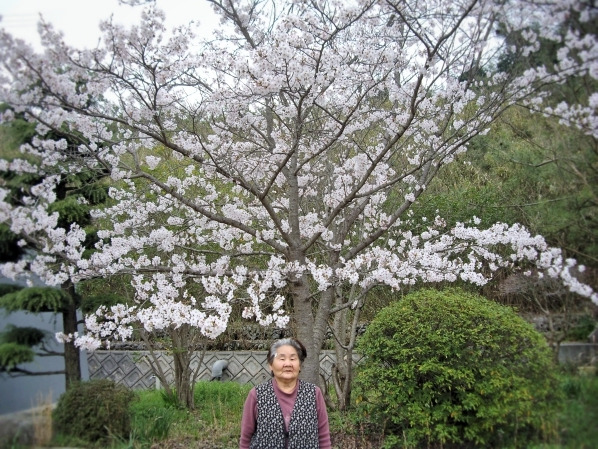 2015/4ふくち桜３